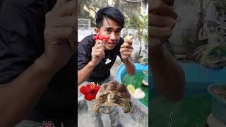 KETIKA KURA KURA SULCATA JUMBO MEMILIH MAKANAN KEMBANG SEPATU DAN JAMBU