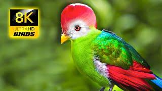 Amazing Wild Birds in 8K ULTRA HD / 8K TV