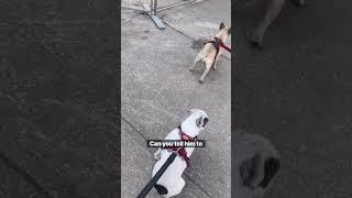 2 Lazy Frenchies #lazy #frenchies #dogdad