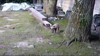 Tanuki in Miyajima