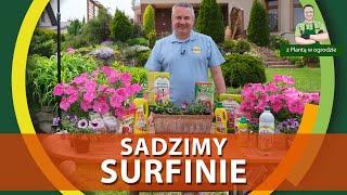 Jak sadzić surfinie - Z PLANTĄ W OGRODZIE