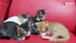 Empat Bersaudara Baru Adopsi | My Cats