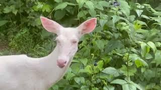 Bianca the Albino Deer (Chapel Hill, NC) - a new character for my next book?