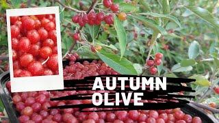 Plant spotlight - Nitrogen Fixing Autumn Olive