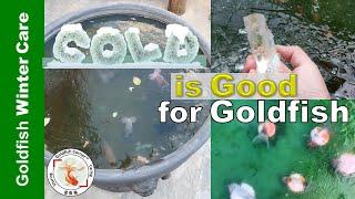 What Goldfish should Stay COLD in Winter | Goldfish Winter Care Series 2