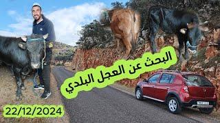 البحث عن العجل البلدي من جبال بني ملال مع الجزار سرور 22/12/2024#اكسبلور