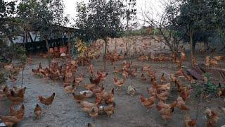 拜访养鸡场，300平方喂养3000只土鸡，养殖方式很独特