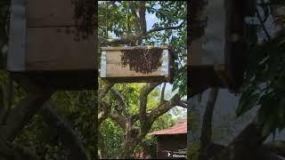 Newly introduced colony( Video courtesy of Jungle Eye Ecofarm)