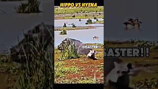 Hyena vs hippo #trending #animals #wildlife #hippo #hyena #shorts