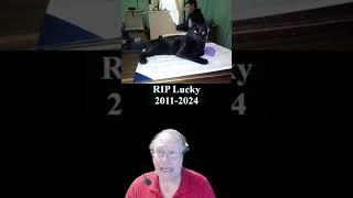 11 13 2024 RIP Lucky 2011 2024