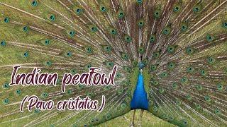 Indian peafowl | Pavo cristatus | Blue peafowl | Common Peafowl | Indian Peafowl display feathers