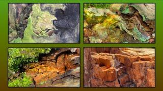 Close-up photography of tree stumps - Westwood, Denmark