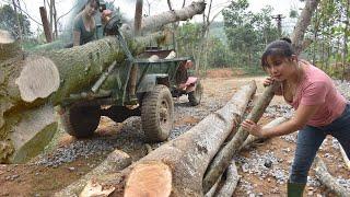 Timelapse Video: Girl large timber harvest on farm. Tree transport vehicle overload \ Gia Bảo