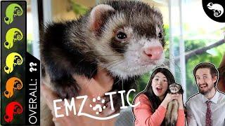 Ferret, The Best Pet Mammal?