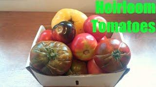 Heirloom Tomato Comparison - Weird Fruit Explorer Ep. 184