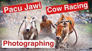 Photographing Pacu Jawi (Cow Racing), Indonesia