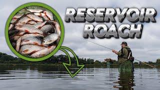 RESERVOIR ROACH | Waggler Fishing | Quality Roach