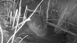 Beaver fishing (night shooting with a camera trap).