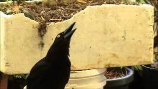 Magnificent: AUSTRALIAN CURRAWONG CALL.