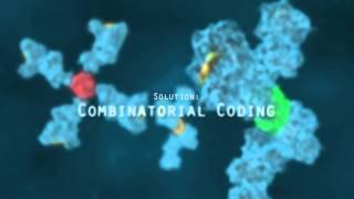 Combinatorial Coding - Sanquin - Cortical Studios