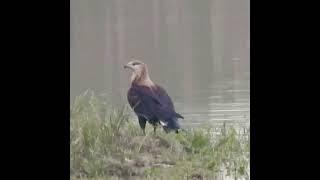 Pallas Fish Eagle | Kaziranga