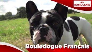 Bouledogue Français