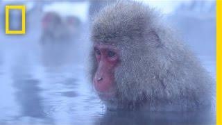 Meditative Snow Monkeys Hang Out in Hot Springs | Short Film Showcase