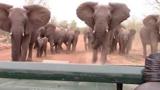 Elephant Charges At Safari Van