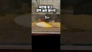 아침마다 복어가 죽은줄 알고 깜짝 놀라는 해수인