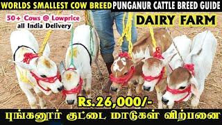 புங்கனூர் குட்டை நாட்டு மாடுகள் விற்பனை, Punganur cow Kuberan Dairy Farm #cowmarket #trending