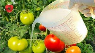 How often to water tomatoes?? Don't make these mistakes!