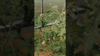 Уже по 6 кистей на томатах.. 5 цветут. Калужская область.