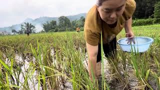 Shocking: Single mom feeds children field snails | Ly Tieu Tho