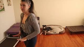Dog Training Luna  Learning to Self Soothe (to stop nipping and biting)