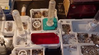 Tetramorium Bicarinatum - Ep-7 - Yet Another Nest Video