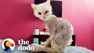 Cat Turns Into Skeleton After Being Abandoned On Street | The Dodo