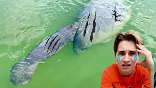 BABY MANATEE FOUND RAN OVER & INJURED BY BOAT !