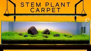 Aquarium Carpet with JUST STEM PLANTS — Iwagumi Style Aquascape