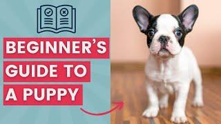 What to Expect When You're Expecting a Puppy: A Beginner's Guide