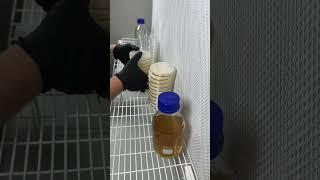 Pouring 40 agar plates for mycology work #shorts #shortvideo #growyourown #mushroom #garden #agar