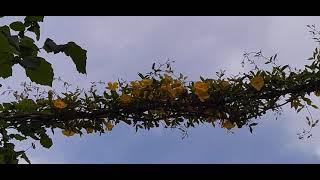 Dolichandra unguis-cati | El Sueño Jardín Botánico