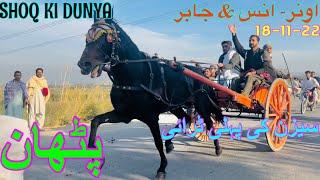 PATHAN Horse Jumma Race Try All Pakistan Tanga Race Try Shoq Ki Dunya Ghourgushti Horse Racing Try