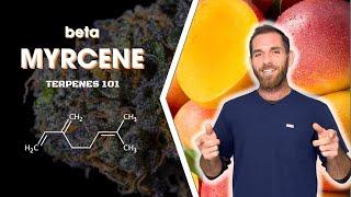 Myrcene - The Most Common Terpene in Cannabis!