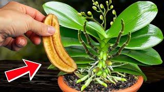 Incredible! Try this natural fertilizer once, and your orchids will bloom forever! 