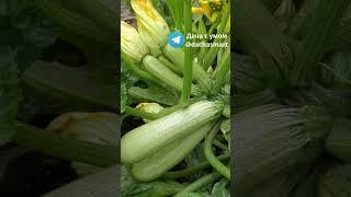 Эффективная подкормка для кабачков #кабачки #дача #удобрение #урожай #огород  #сад
