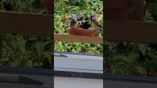 Ein gesitteter Spatz #shorts #viralvideo #funny #birds #nature #animals #cute