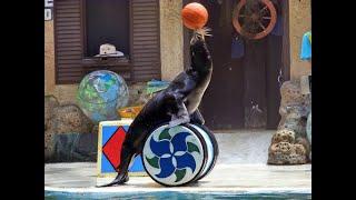 SEA LION SHOW | FULL SHOW AT SAFARI WORLD | JERISH WORLD