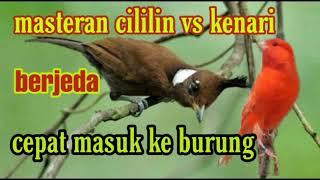 Masteran cililin vs kenari BERJEDA cocok buat masteran murai batu dan burung kicau