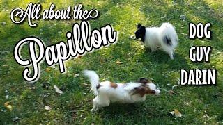 ALL ABOUT THE PAPILLON | FRENCH BUTTERFLY EAR DOG | MEET THE DOGS | DOG GUY DARIN |PAPILLON DOG INFO