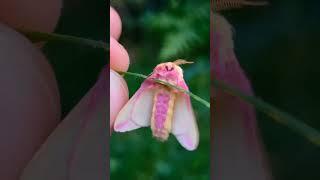 SMALL AND BABY!! /  Rosy Maple Moth